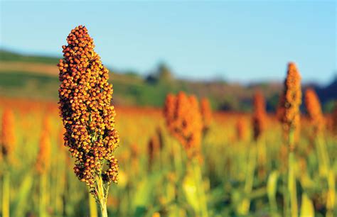  Sorghum: De verborgen schat voor biobrandstoffen en veevoeder!