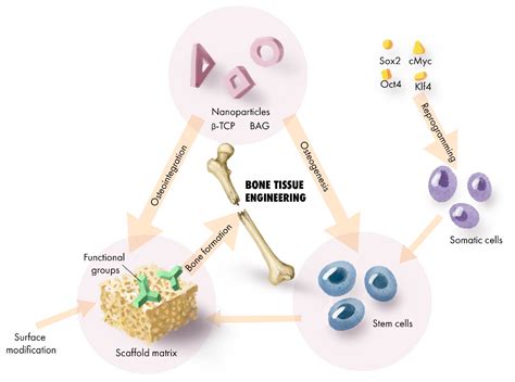  Tricalciumfosfaat: Revolutionair Biomateriaal voor Botregeneratie en Meer!